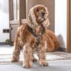 BENNY BUB - bildhübscher Cocker-Senior