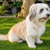 MALANA: Treue und bedingungslose Liebe