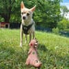 BURRITO sucht ein neues Zuhause
