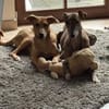 Stella - mit Video