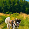 Fay sucht liebe Hundekenner