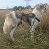 Fay sucht liebe Hundekenner
