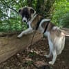 Fay sucht liebe Hundekenner