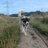 Fay sucht liebe Hundekenner