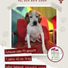Lola sucht ein Zuhause / Pflegestelle