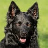 RAFFI sucht ein ruhiges Zuhause