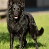RAFFI sucht ein ruhiges Zuhause