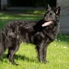 RAFFI sucht ein ruhiges Zuhause
