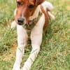 Foxi, lebensfroher Foxterriermix, ca.2J