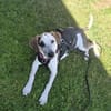 Cloé, mutiges, agiles Welpenmädchen, ca. 6 Monate, ca. 45 cm