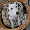 Colliemix Mable sucht eine Familie