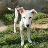 Colliemix Mable sucht eine Familie
