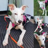 Colliemix Mable sucht eine Familie