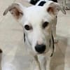 Colliemix Mable sucht eine Familie