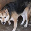 Scotty - sucht dringend ein Zuhause!