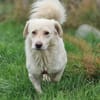 Shorty sucht sein Zuhause