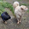Shorty sucht sein Zuhause