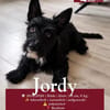 Kleinbliebender Jordy sucht neues Zuhause