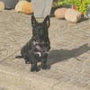 Kleinbliebender Jordy sucht neues Zuhause