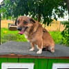 🐾❤ LUNA, 5-6 Jahre, 30/35 cm