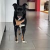 sensible Maus Samira sucht ihre Menschen