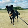 sensible Maus Samira sucht ihre Menschen
