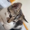 2 liebe Katzenmädchen aus dem Tierschutz suchen dringend