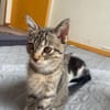 2 liebe Katzenmädchen aus dem Tierschutz suchen dringend