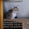 Dringend Pflegestelle für trächtige Katze gesucht