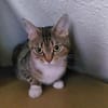 Dringend Pflegestelle für trächtige Katze gesucht