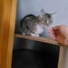 Dringend Pflegestelle für trächtige Katze gesucht