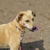 MAJA sucht ruhiges Zuhause mit Hundeerfahrung