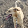 MAJA sucht ruhiges Zuhause mit Hundeerfahrung