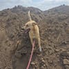 MAJA sucht ruhiges Zuhause mit Hundeerfahrung