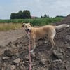 MAJA sucht ruhiges Zuhause mit Hundeerfahrung