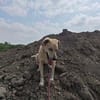 MAJA sucht ruhiges Zuhause mit Hundeerfahrung
