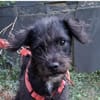 Löckchen-Stella  liebes Zuhause gesucht