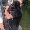 Löckchen-Stella  liebes Zuhause gesucht