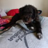 Löckchen-Stella  liebes Zuhause gesucht