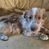 Bragi 1-2 Jahre sucht seine Menschen