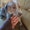 Bragi 1-2 Jahre sucht seine Menschen