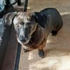 Molly sucht ihr Für-immer-Zuhause