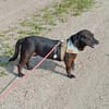Molly sucht ihr Für-immer-Zuhause
