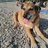 💙Ferris💙 sucht ein schönes Zuhause💙🐾