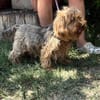 Timna liebe Hundeomi sucht Zuhause