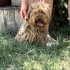 Timna liebe Hundeomi sucht Zuhause