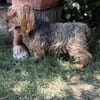 Timna liebe Hundeomi sucht Zuhause