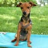 MISS JESSY, treue Begleiterin mit Charme