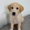 Rudolf, kleiner Welpe sucht neue Familie