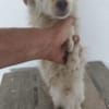 Simba 30 cm (Pflegestelle)